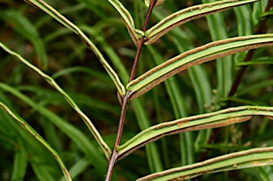 APII jpeg image of Pteris vittata  © contact APII