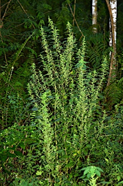 APII jpeg image of Acalypha lanceolata var. lanceolata  © contact APII