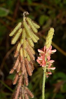 APII jpeg image of Indigofera hirsuta  © contact APII