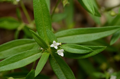 APII jpeg image of Oldenlandia corymbosa var. corymbosa  © contact APII