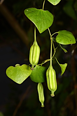 APII jpeg image of Aristolochia elegans  © contact APII