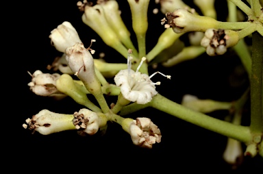 APII jpeg image of Pisonia umbellifera  © contact APII