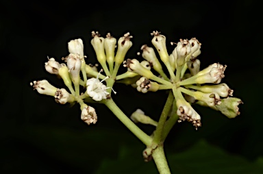 APII jpeg image of Pisonia umbellifera  © contact APII