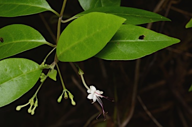 APII jpeg image of Clerodendrum inerme  © contact APII