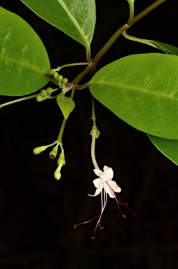 APII jpeg image of Clerodendrum inerme  © contact APII