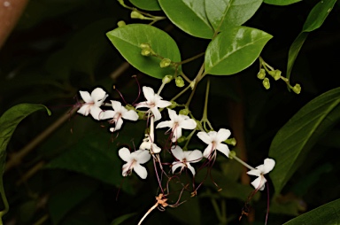 APII jpeg image of Clerodendrum inerme  © contact APII