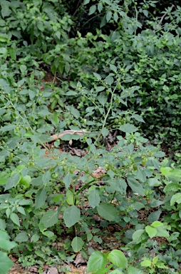 APII jpeg image of Physalis angulata  © contact APII