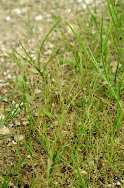 APII jpeg image of Eragrostis pilosa  © contact APII