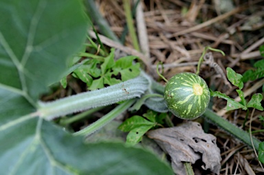 APII jpeg image of Cucurbita maxima  © contact APII