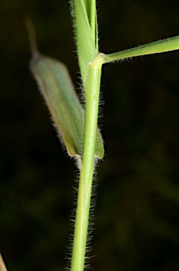 APII jpeg image of Urochloa  © contact APII