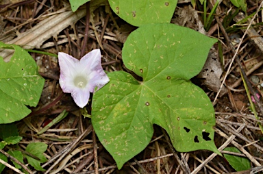 APII jpeg image of Ipomoea nil  © contact APII