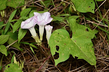 APII jpeg image of Ipomoea nil  © contact APII