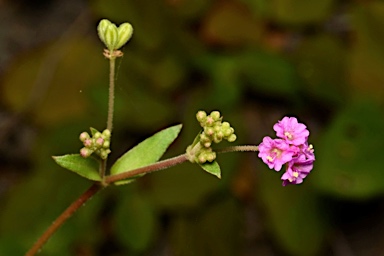 APII jpeg image of Boerhavia glabrata  © contact APII