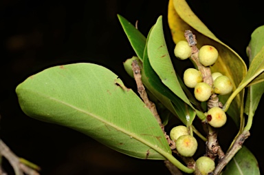 APII jpeg image of Ficus microcarpa  © contact APII