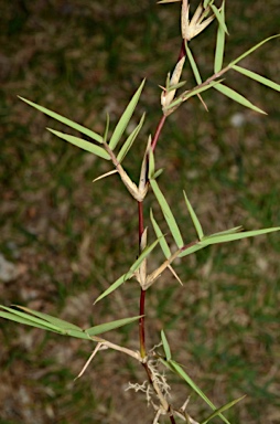 APII jpeg image of Zoysia matrella  © contact APII