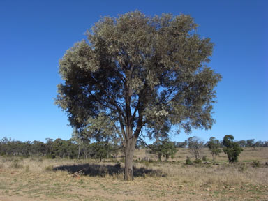 APII jpeg image of Acacia harpophylla  © contact APII