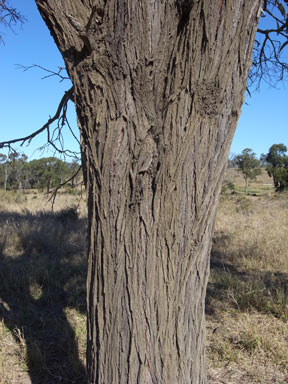 APII jpeg image of Acacia harpophylla  © contact APII