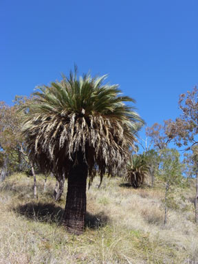 APII jpeg image of Macrozamia moorei  © contact APII