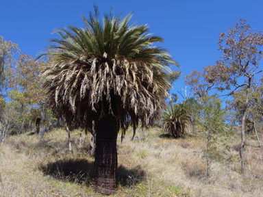 APII jpeg image of Macrozamia moorei  © contact APII