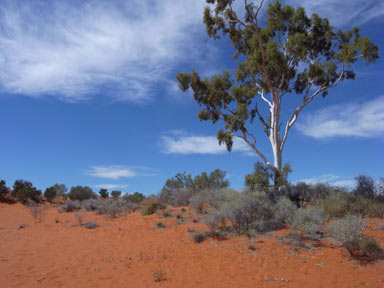 APII jpeg image of Corymbia aparrerinja  © contact APII