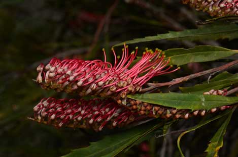 APII jpeg image of Grevillea longifolia  © contact APII