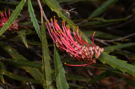 APII jpeg image of Grevillea longifolia  © contact APII