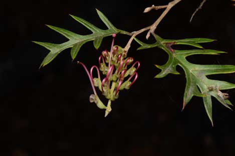 APII jpeg image of Grevillea bedggoodiana  © contact APII