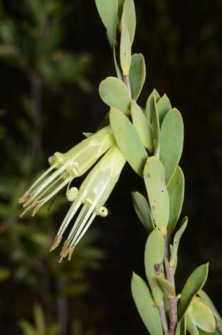 APII jpeg image of Styphelia triflora  © contact APII