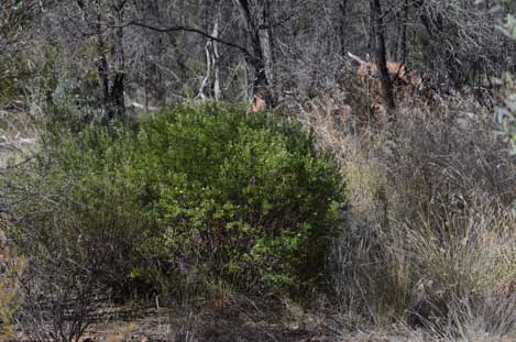 APII jpeg image of Phebalium glandulosum subsp. glandulosum  © contact APII