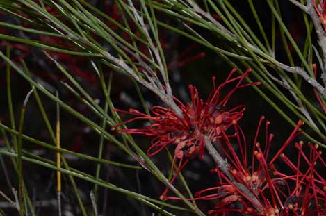 APII jpeg image of Hakea orthorrhyncha  © contact APII