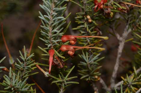 APII jpeg image of Grevillea disjuncta  © contact APII