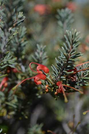 APII jpeg image of Grevillea disjuncta  © contact APII