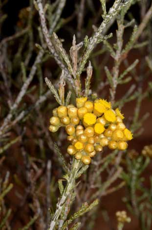 APII jpeg image of Ozothamnus diotophyllus  © contact APII