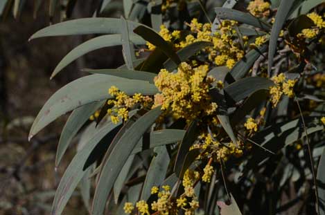 APII jpeg image of Acacia harpophylla  © contact APII