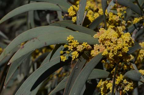 APII jpeg image of Acacia harpophylla  © contact APII