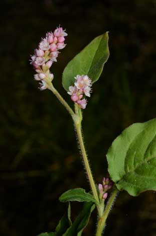 APII jpeg image of Persicaria orientalis  © contact APII