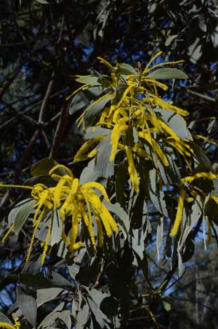 APII jpeg image of Acacia longispicata  © contact APII