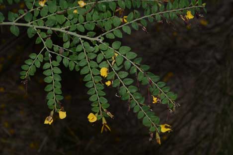 APII jpeg image of Bossiaea brownii  © contact APII