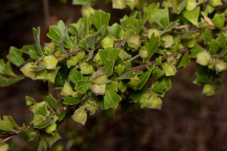 APII jpeg image of Dodonaea triangularis  © contact APII