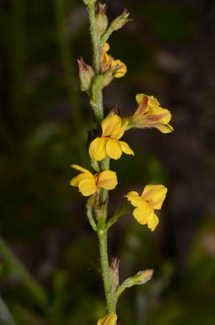 APII jpeg image of Goodenia bellidifolia subsp. argentea  © contact APII