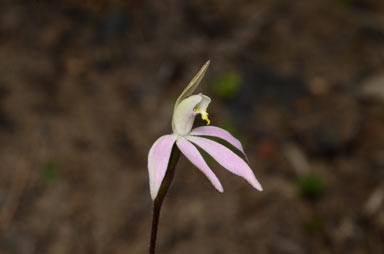 APII jpeg image of Caladenia carnea var. gracillima  © contact APII