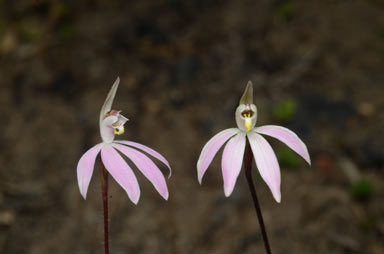 APII jpeg image of Caladenia carnea var. gracillima  © contact APII