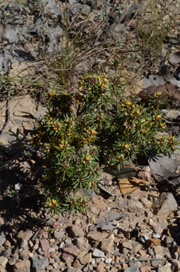 APII jpeg image of Pultenaea petiolaris  © contact APII