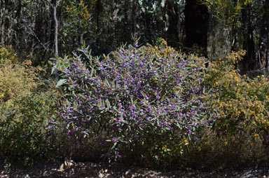 APII jpeg image of Hovea planifolia  © contact APII