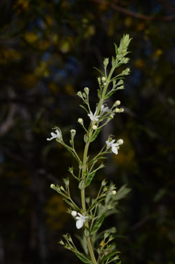 APII jpeg image of Teucrium corymbosum  © contact APII