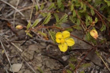 APII jpeg image of Chamaecrista symonii  © contact APII