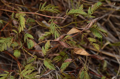 APII jpeg image of Chamaecrista symonii  © contact APII