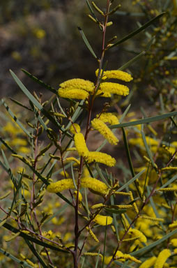 APII jpeg image of Acacia caroleae  © contact APII