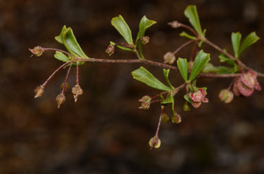 APII jpeg image of Dodonaea peduncularis  © contact APII