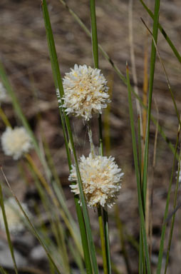 APII jpeg image of Lomandra leucocephala subsp. leucocephala  © contact APII